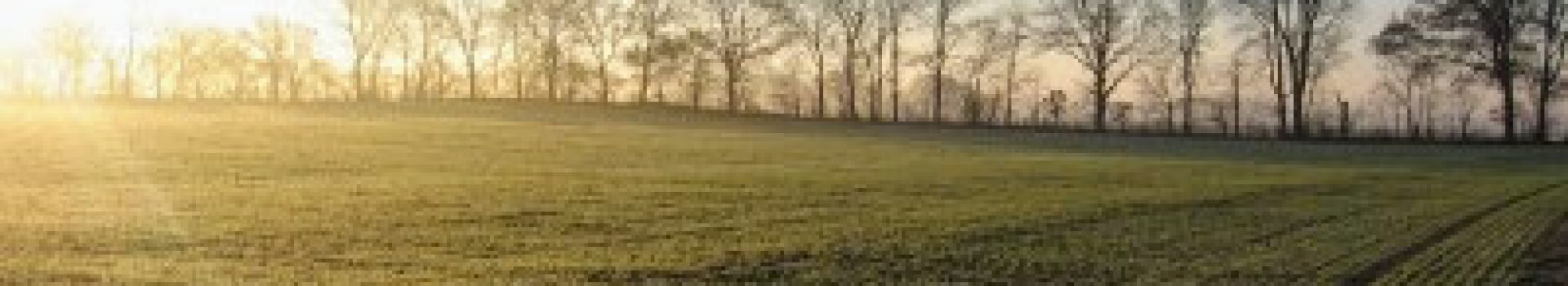semowheat2[1]