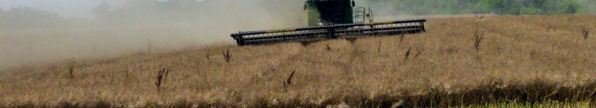 wheat